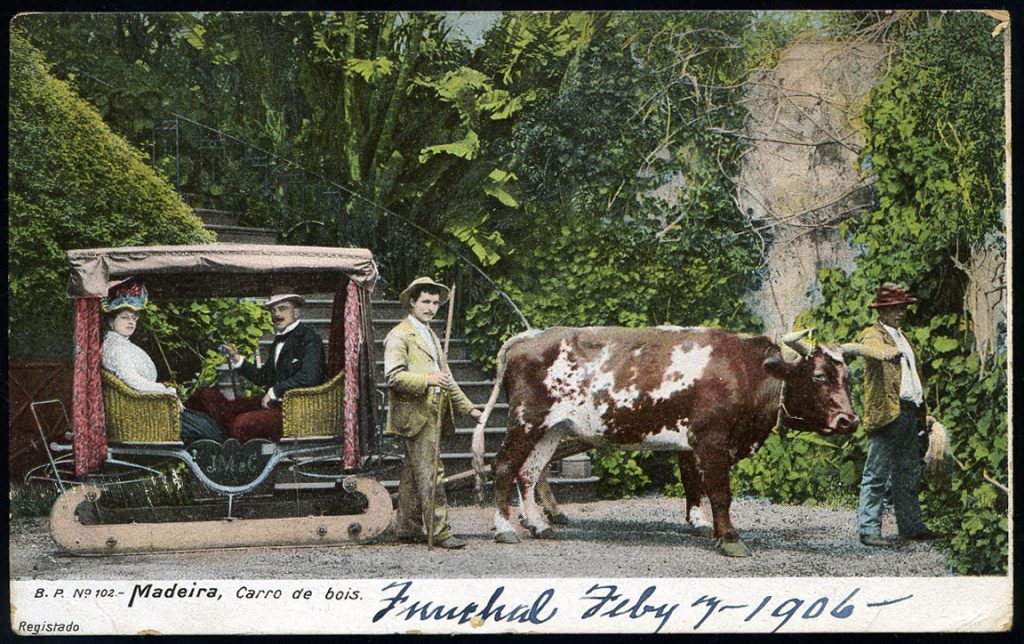 ox carts Madeira Portugal Funchal 1906