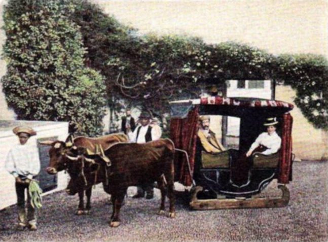 ox carts Madeira Portugal Funchal