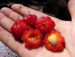 Pitanga Fruit Madeira Portugal