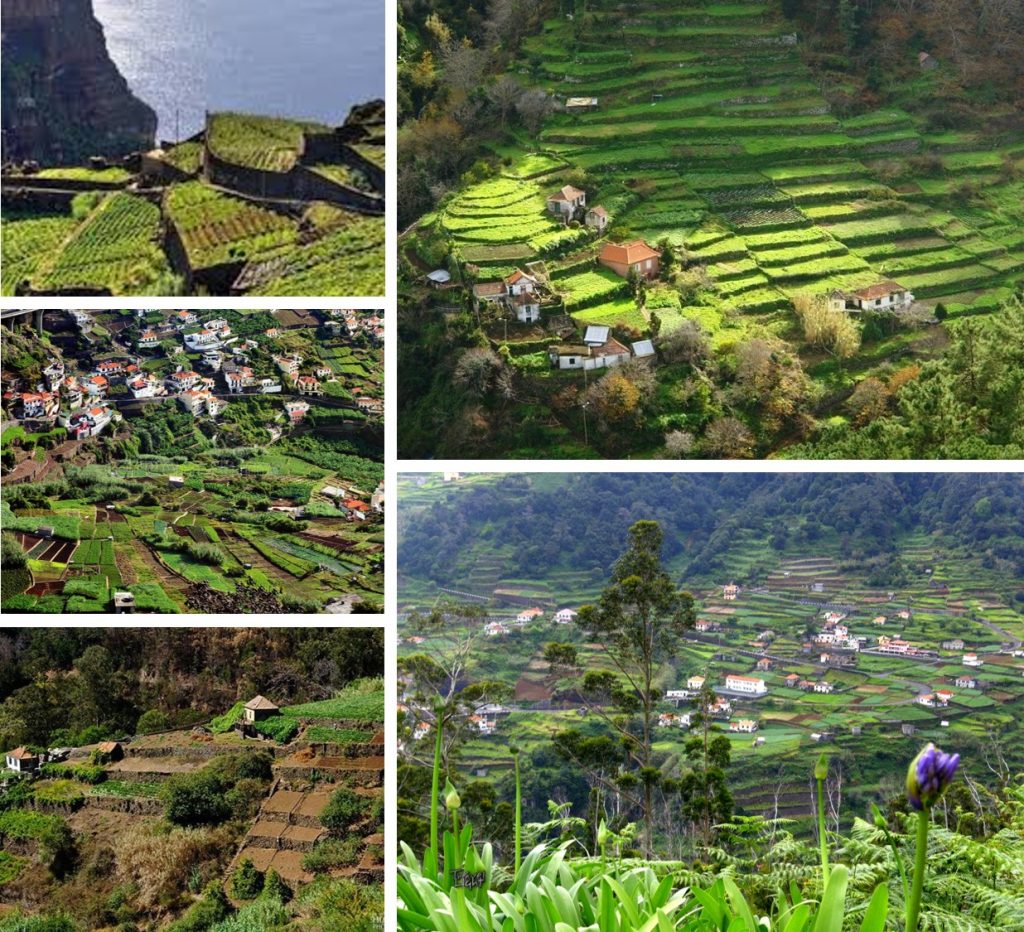 Terraced Fields Madeira Portugal Poios 