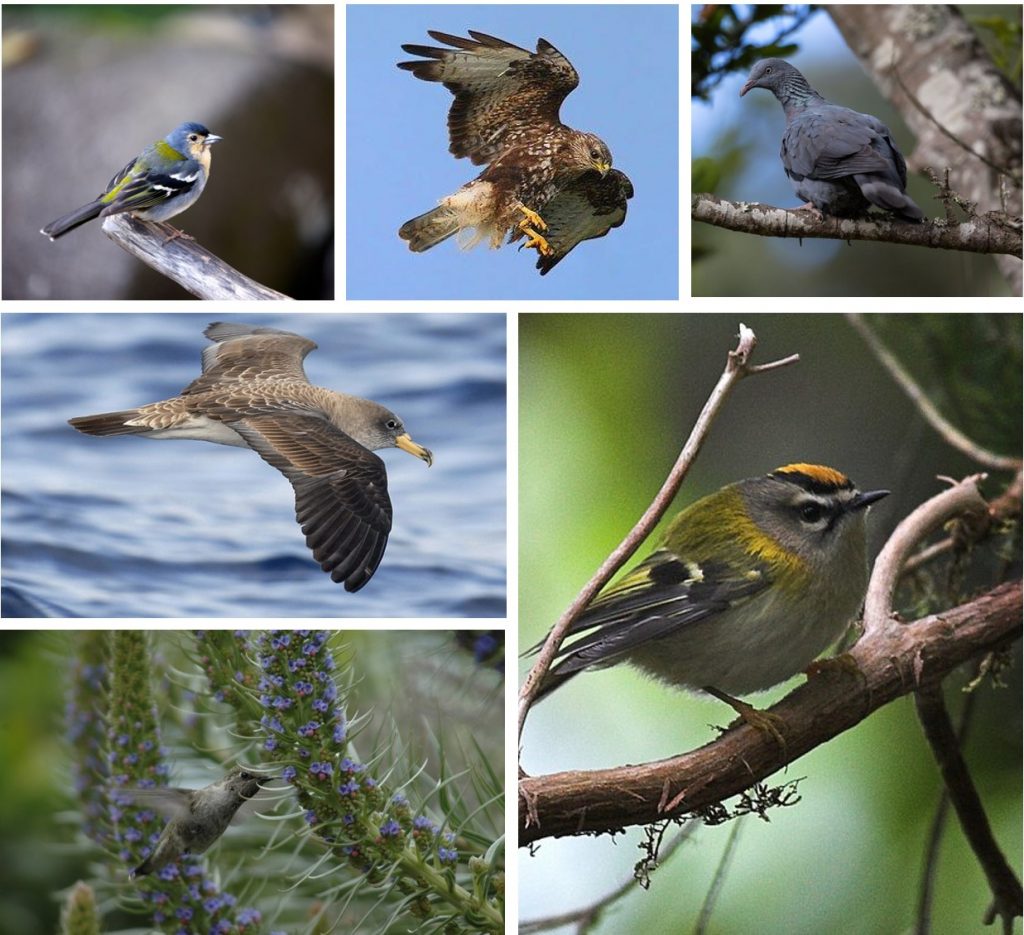 Madeira Bird watching Best bird wathcing destination in Europe