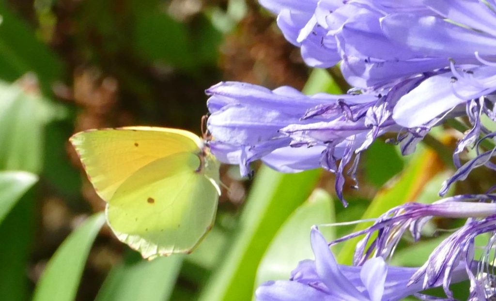 Madeira Brimstone (Gonepteryx maderensis) endemic butterfly