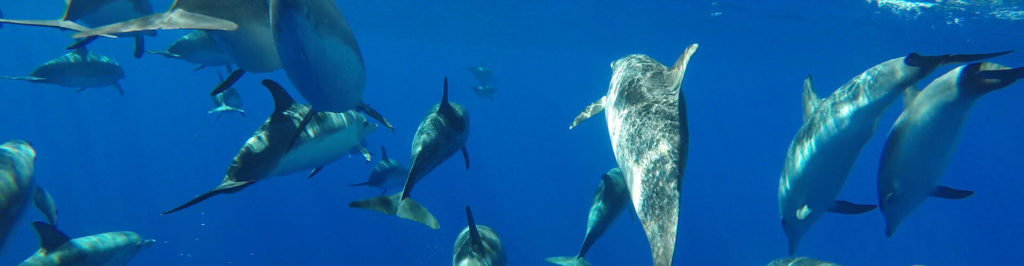 Cetacean Madeira Observation Ethical Animal Friendly