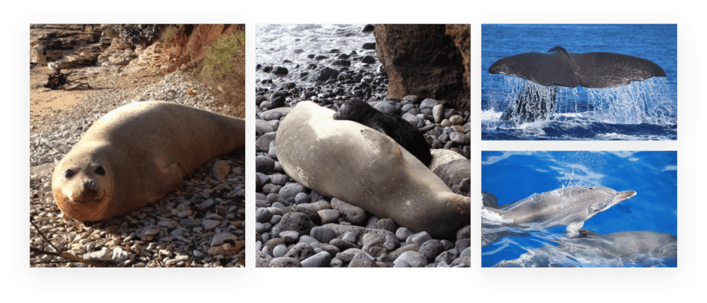 Madeira Sealions whales and dolphins