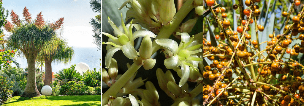 Dragon Tree Flower and Fruit