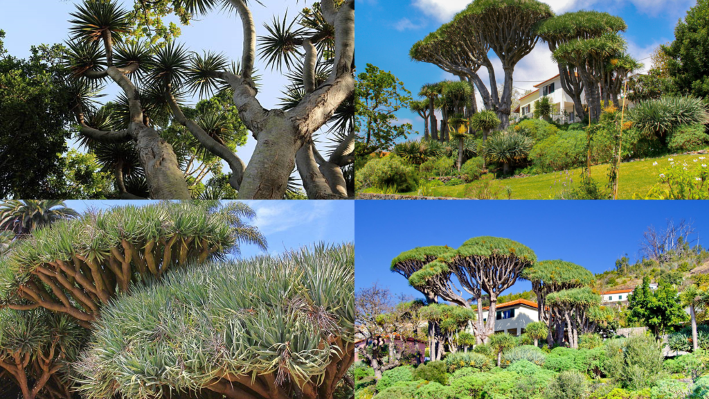 Madeira Dragon Trees Nucleus – Nûcleo dos Dragoeiros das Neves