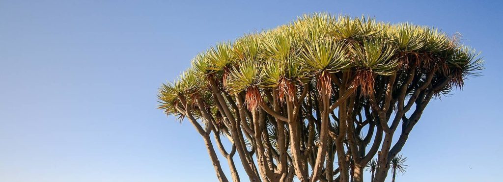 Dragon Tree Dragoeiro da Madeira
