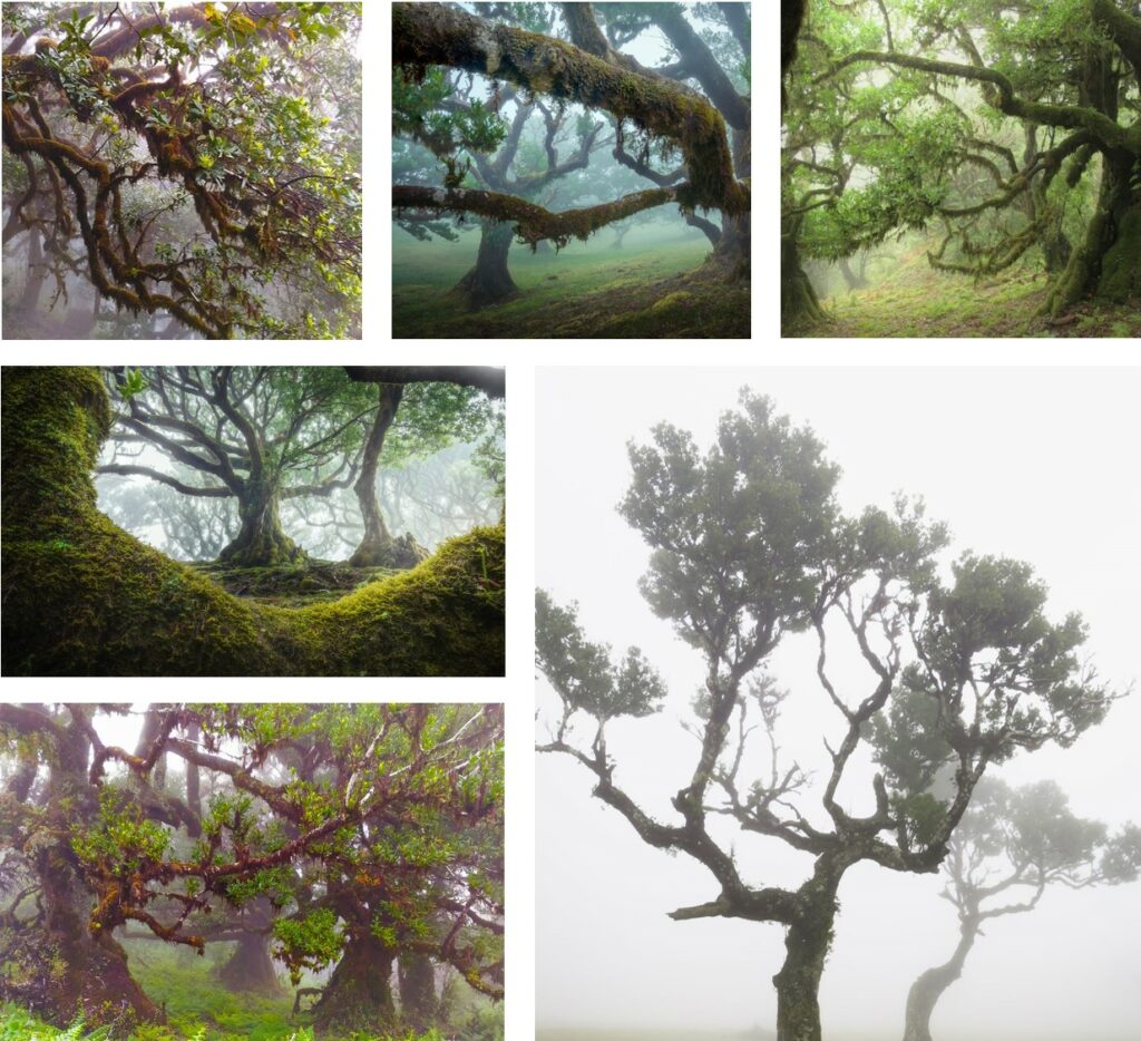 Paul da Serra Fanal Madeira Laurissilva Portugal Mystic Forest
