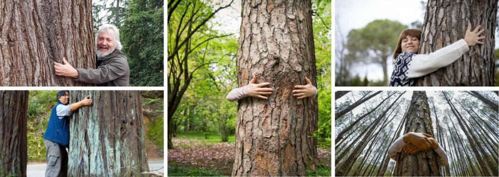 Tree Hugging is positive on Madeira
