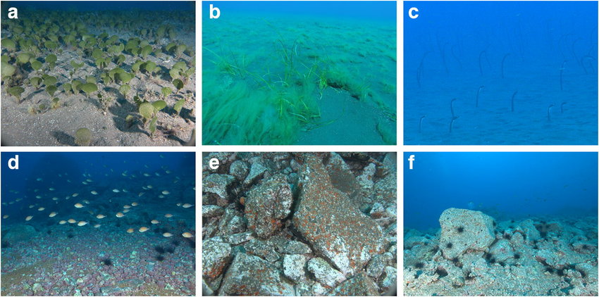 Cabo Girao Madeira - Above ar some of the main habitats found inside the study area. a: Avrainvillea canariensis meadow; b: Cymodocea nodosa patch; c: Garden eel colony; d: maërl bed; e: rocky reef; f: “barren” rocky reef  