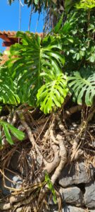 Monstera Deliciosa on Madeira Portugal