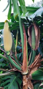 Monstera Deliciosa grown in Madeira Ponta Delgada 
Source: Don Amaro