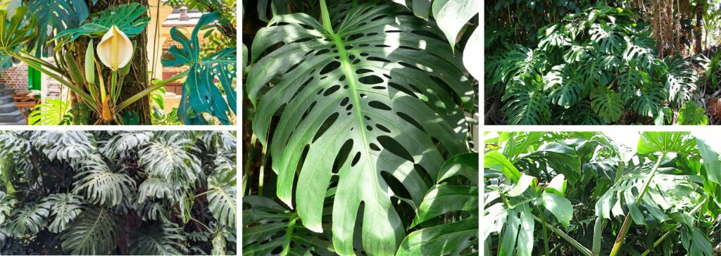 Monstera Deliciosa Madeira Island Portugal