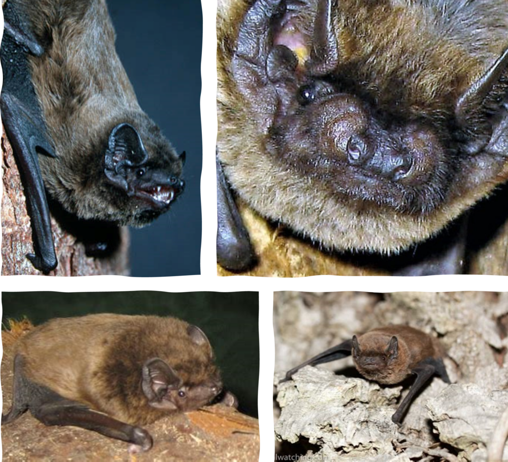 Leisler's Bat Madeira