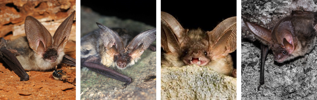 Grey Long Eared Bats Madeira Portugal